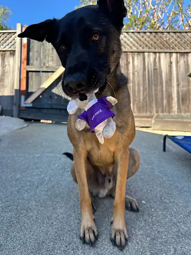 A dog sitting to attention with a Fluent Commerce toy in its mouth.