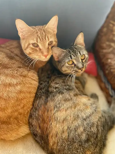 Two cats curled up asleep against each other.